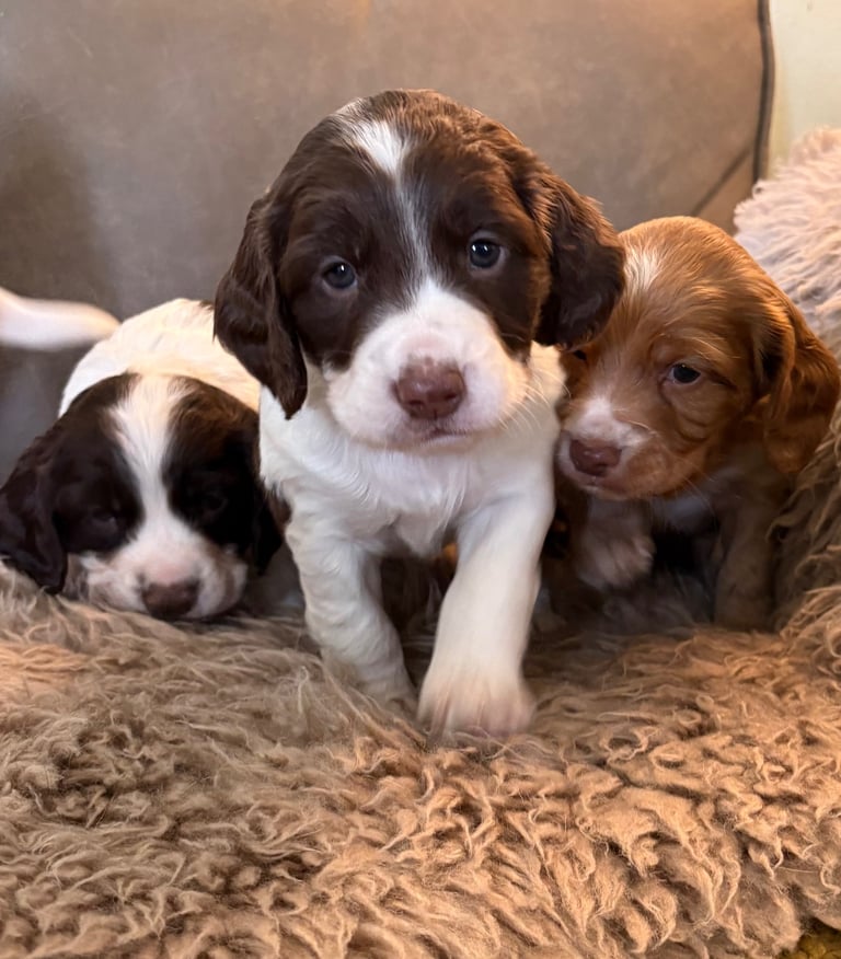Sprocker puppies
