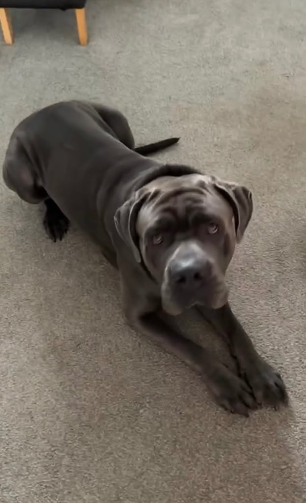 Male Cane Corso - almost 2 years 