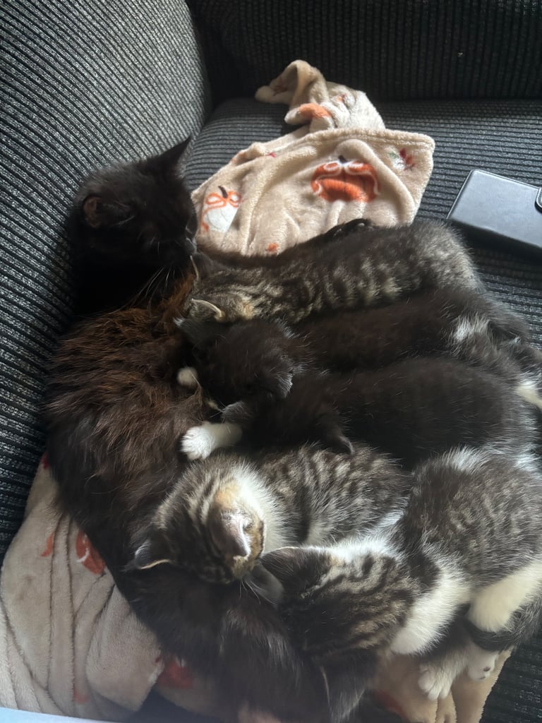 Kittens for sale 