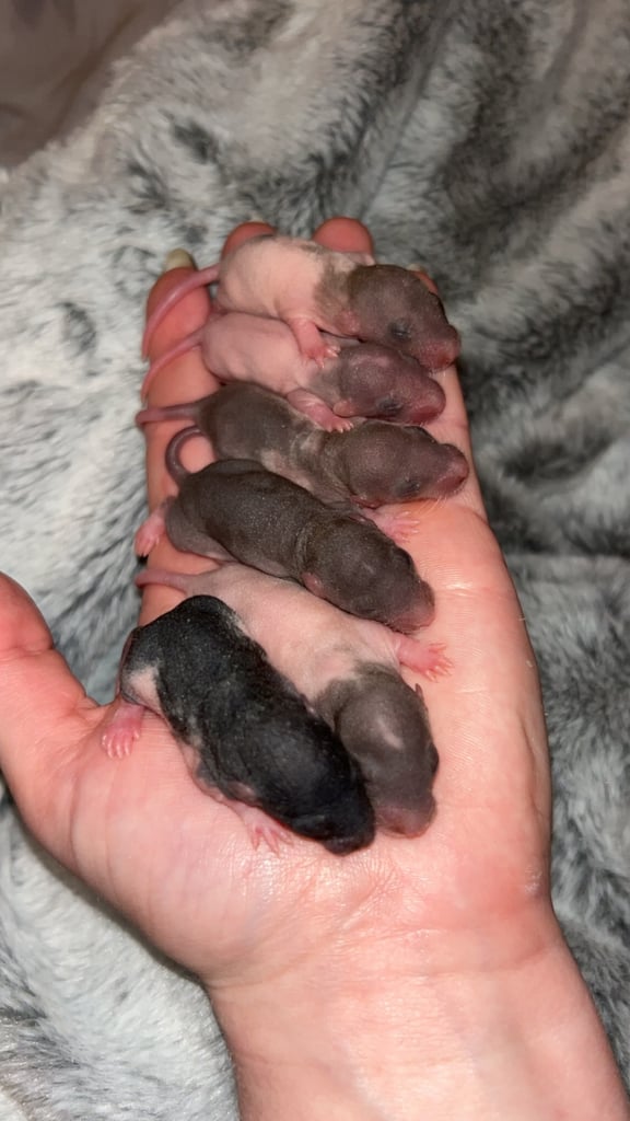 Rat pup list