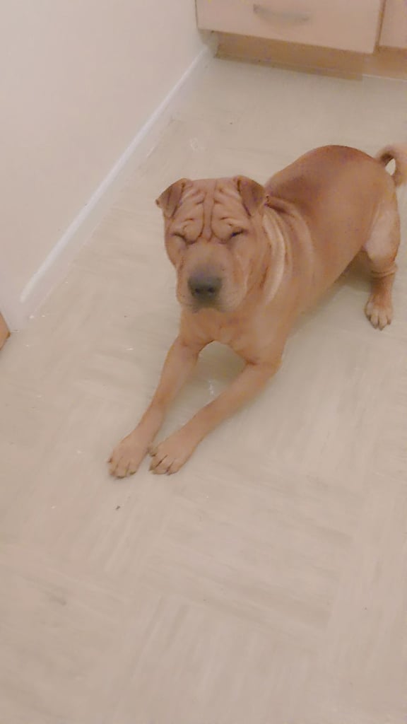 Chinese shar pei 