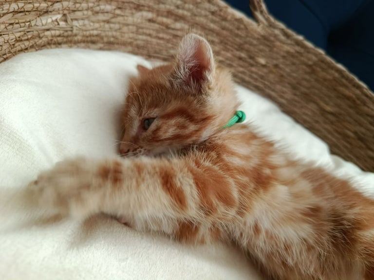 Adorable Kittens - domestic shorthair