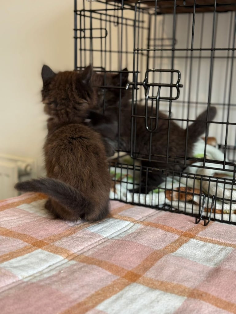 Male kittens (2 left)