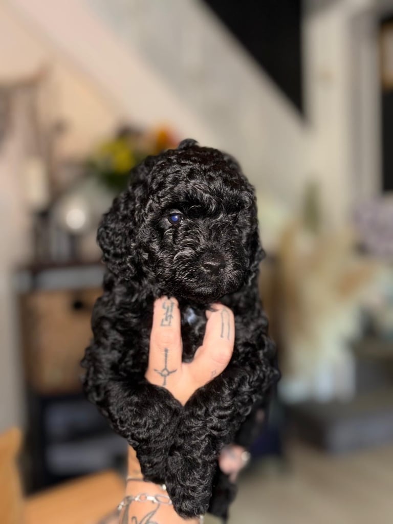 Cockapoo puppies only 1 boy left! 