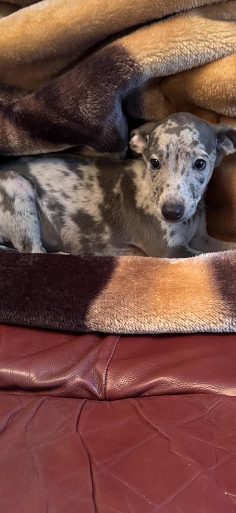 Blue & Dapple Italian greyhound X Whippet