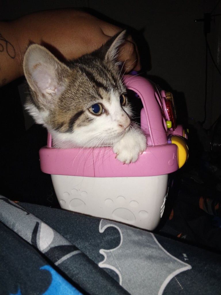 Kitten For Sale £120 !! Last One 