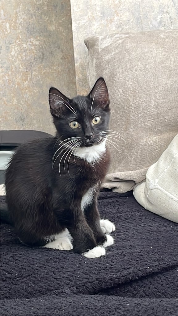 image for Kittens for sale 