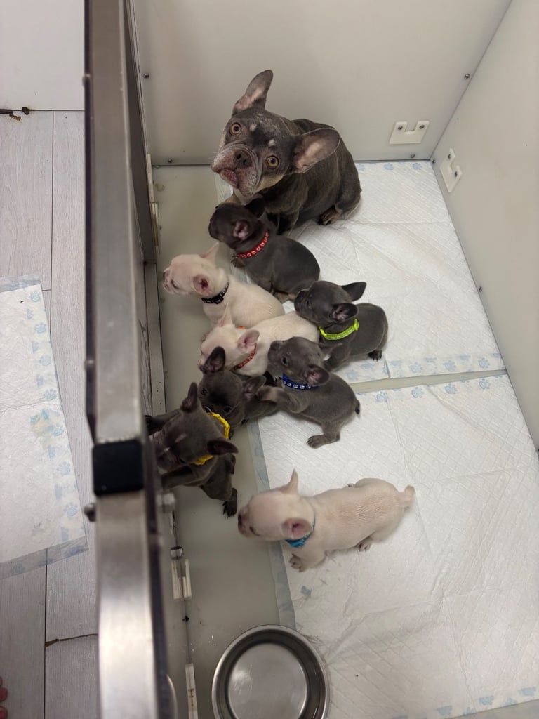 6 beautiful kc reg French bull dogs 💙