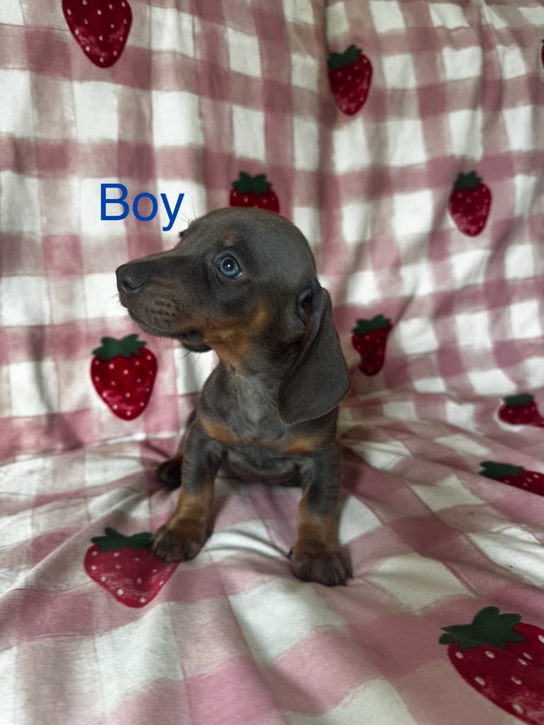 Blue and tan Isabella dachshund 