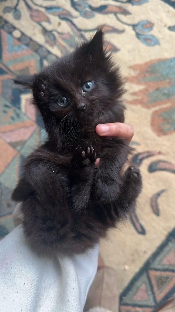 Black kittens 2024 for sale