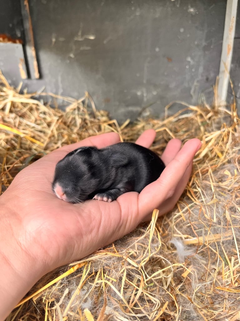 Rabbits for sale
