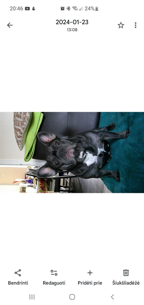 Chihuahuas and French bulldog 
