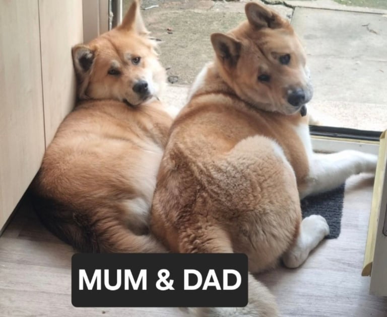 American akita puppies x3