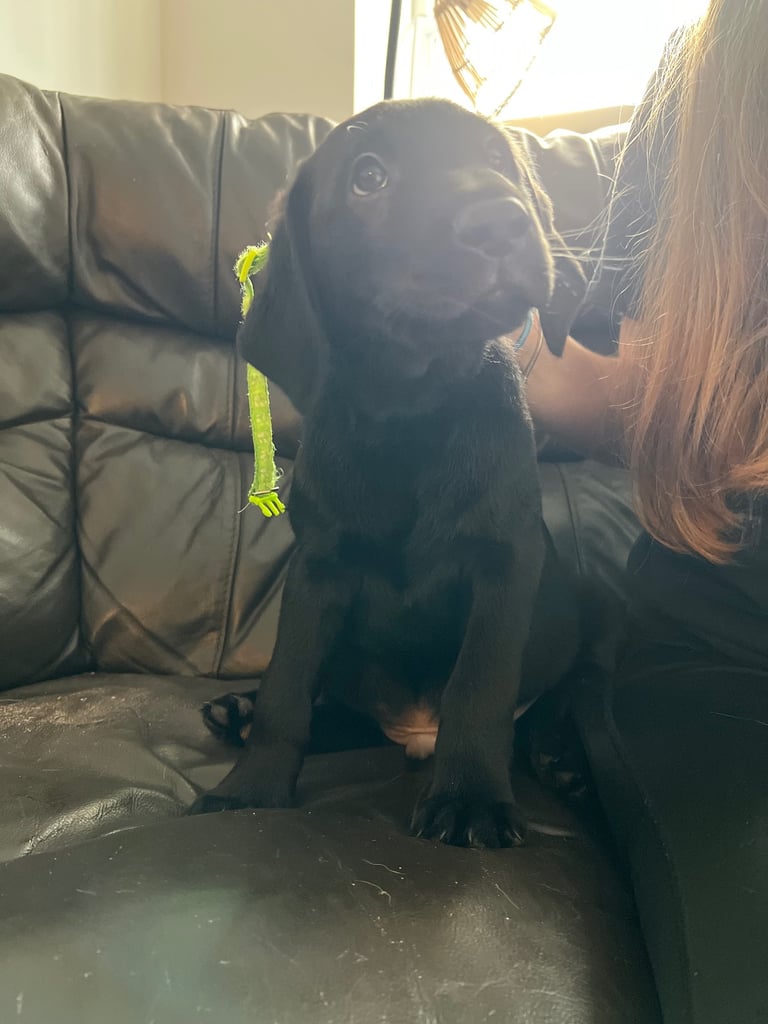 Kc pups ready for their new homes!  4 boys!