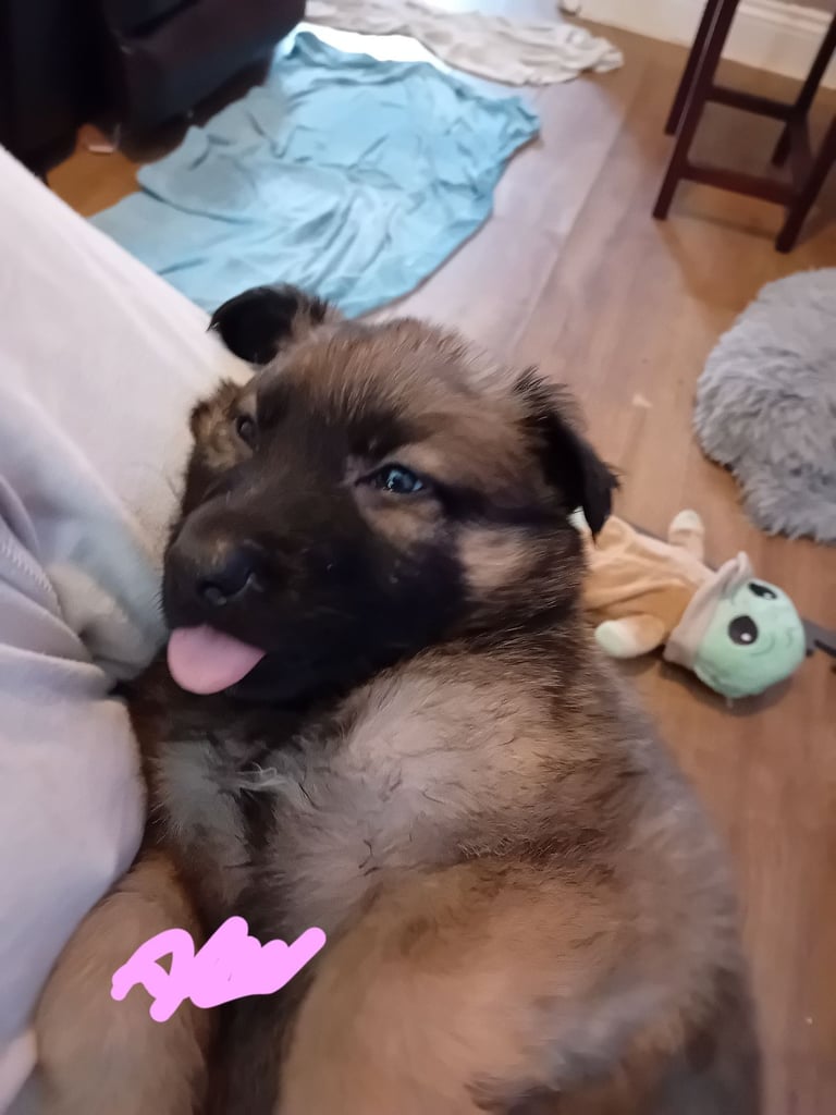 German Shepherd puppies 