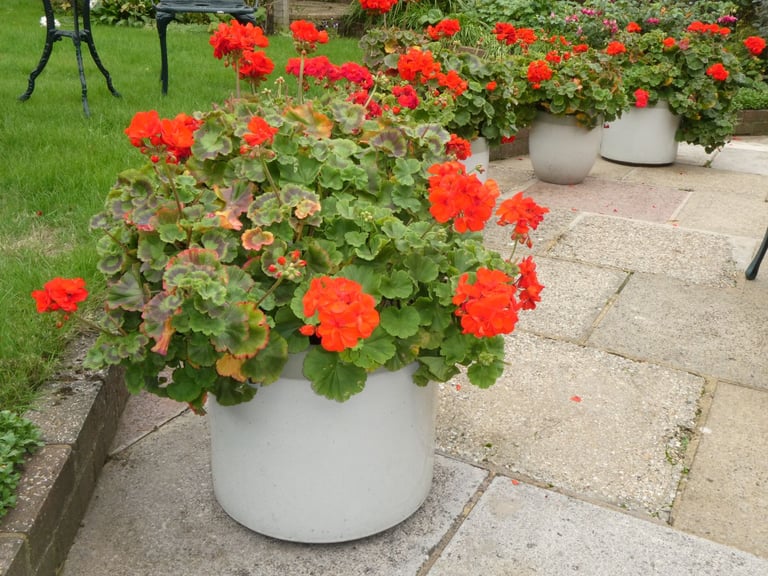 image for Large ceramic garden pots with geraniums