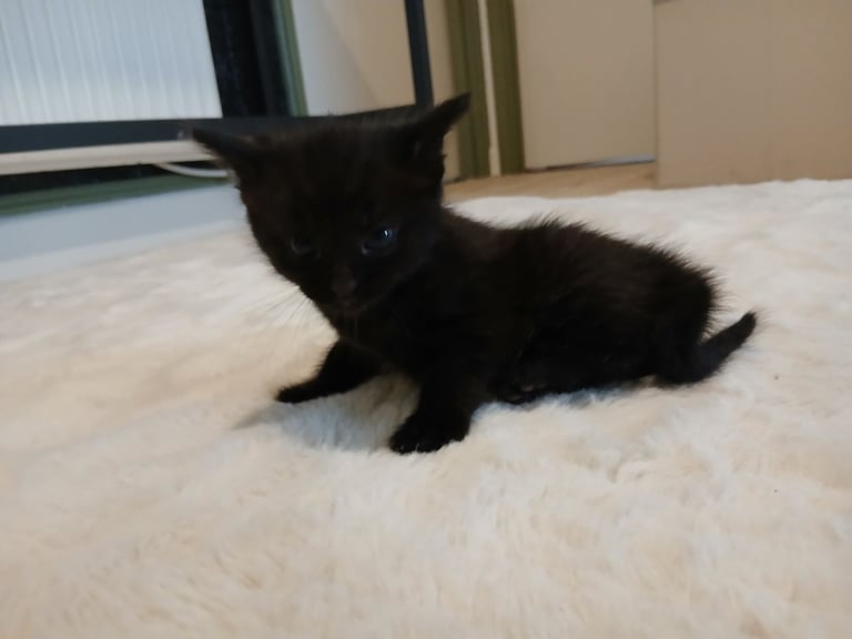  kittens for sale