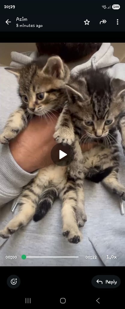 Kittens