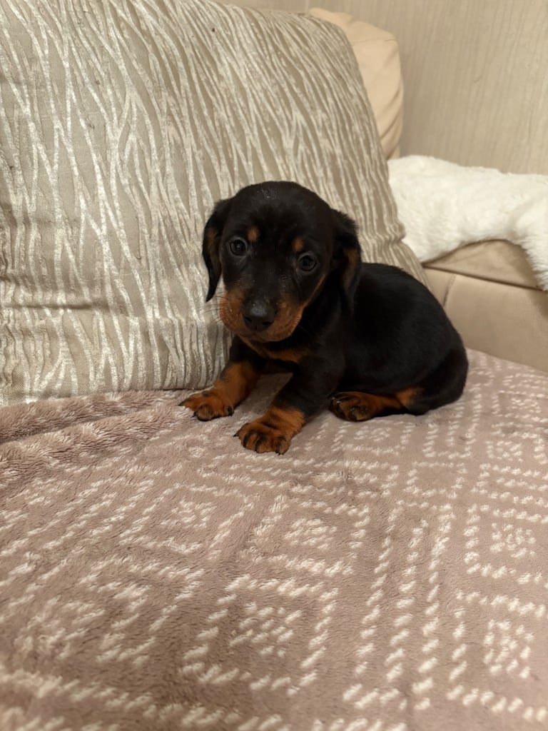 Miniature Dachshound puppies 