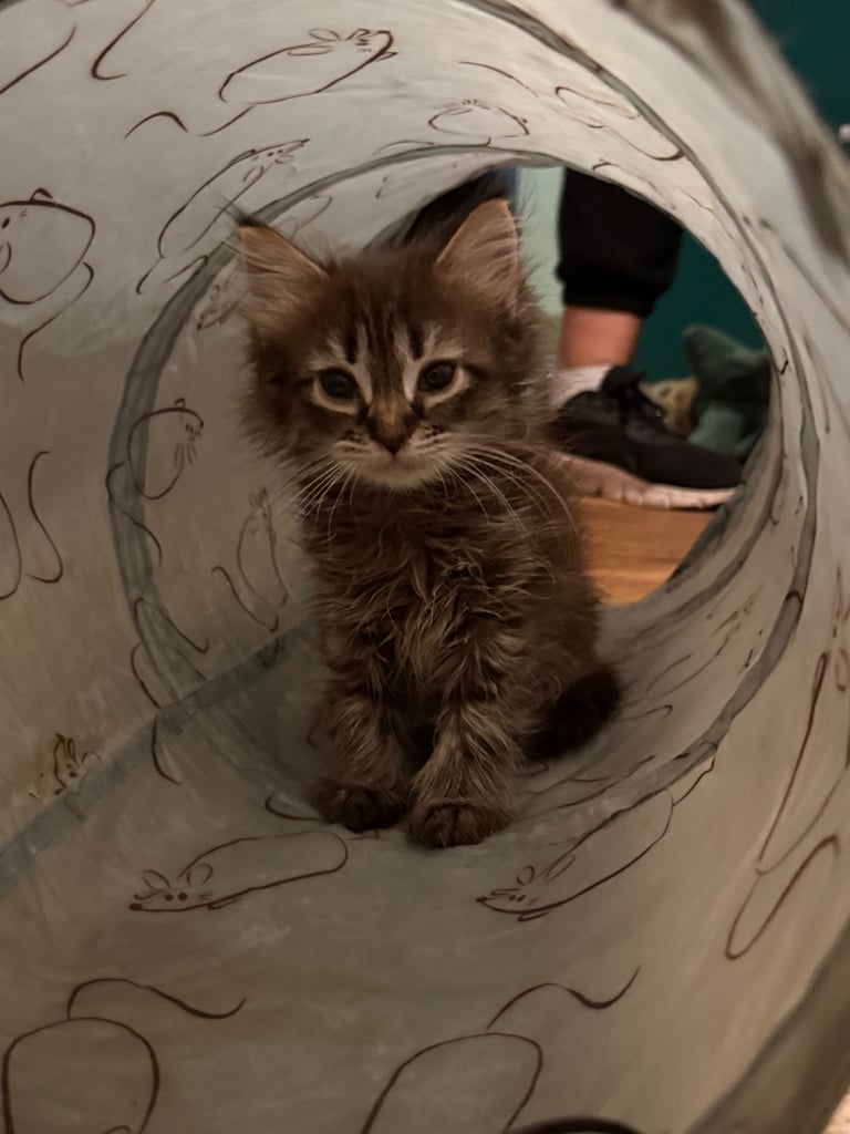 2 Beautiful Kittens for sale!