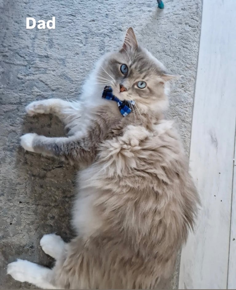Beautiful British short hair/Ragdoll kittens