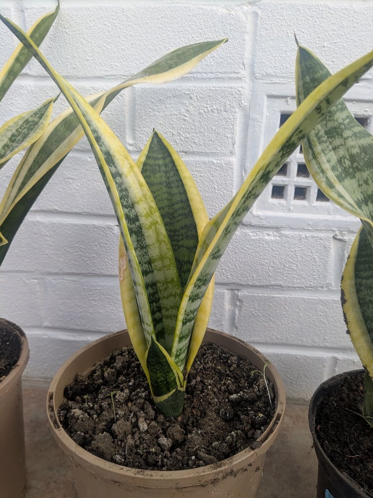 Snake plant, mother-in-law's tongue, filter toxins from the air, around 10" high