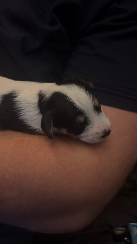 Beautiful Jackapoo Puppies 