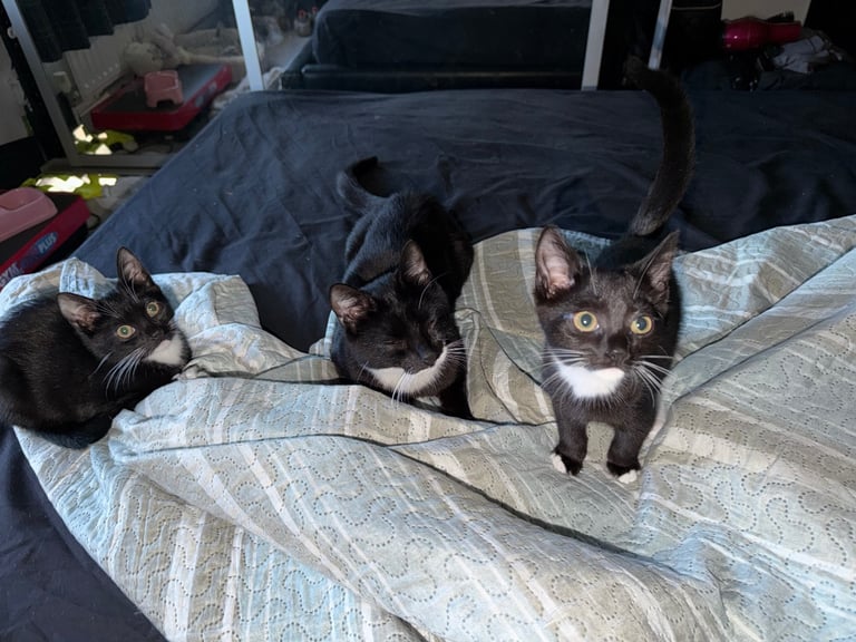 2 tuxedo male kittens need loving homes