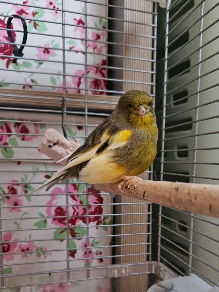 Young canary with cage