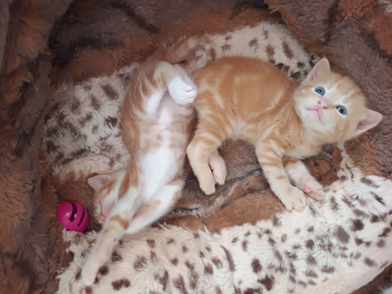 4 Male Kittens 