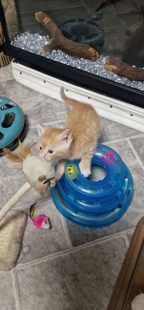 2 ginger boys and 2 mix girls