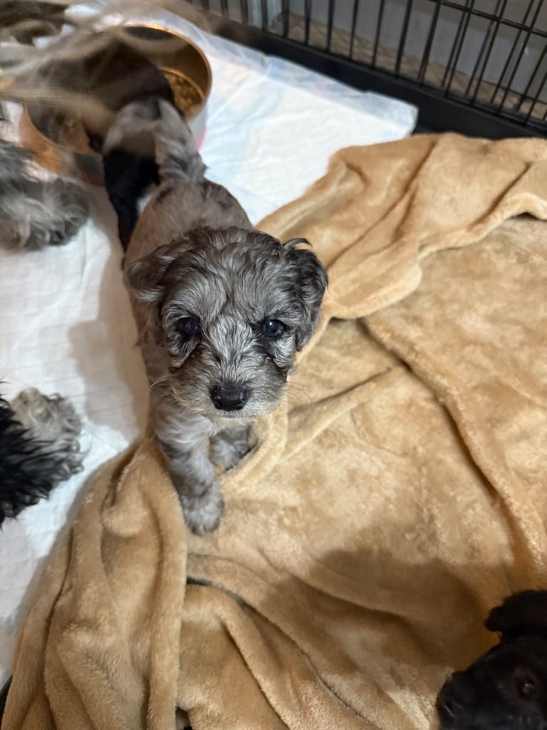 Beautiful litter of f2 Cockapoo puppies 