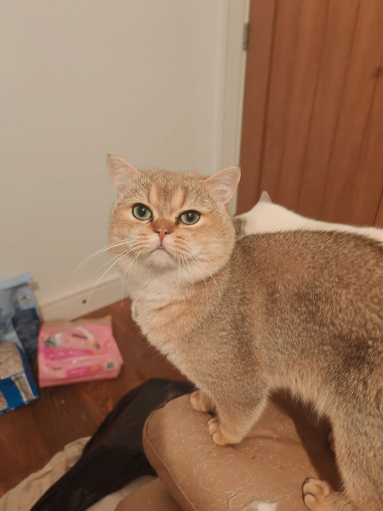 Beautiful British Shorthair Ex-stud pure bred looking for looking forever home 