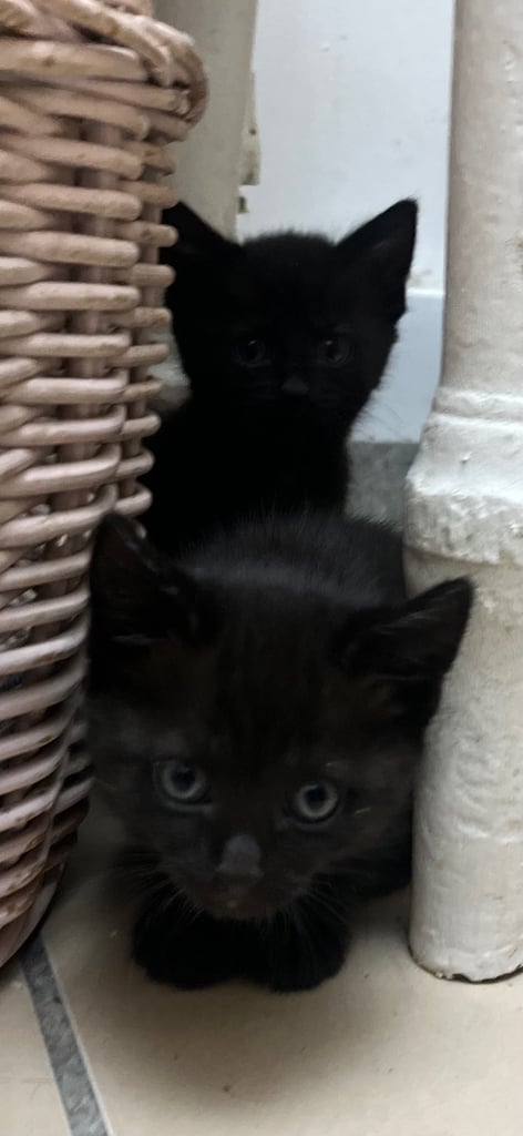 Fluffy Kittens For Sale (1 LEFT) 