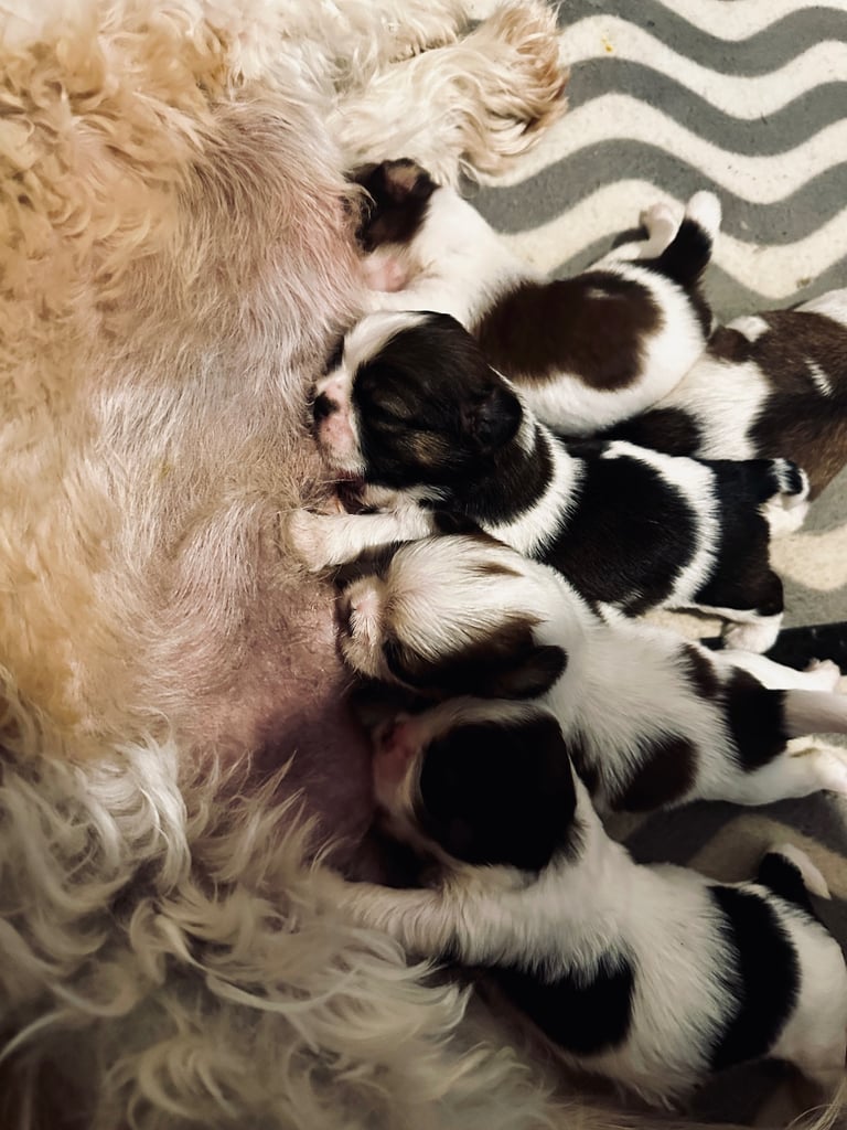 Shihtzu