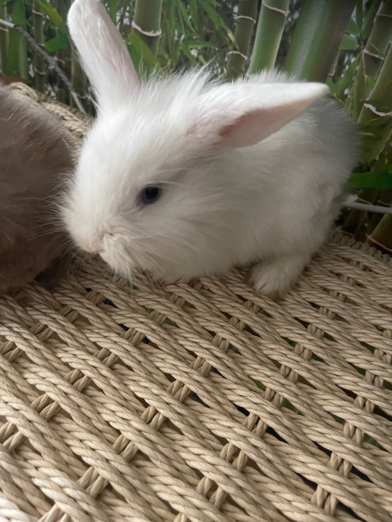 Selling Beautiful Blue eyed baby bunnies in pairs! Manchester based