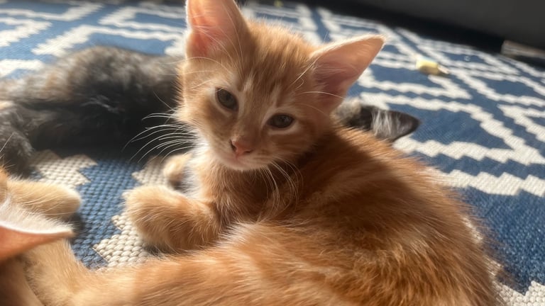 2 Ginger Kittens 