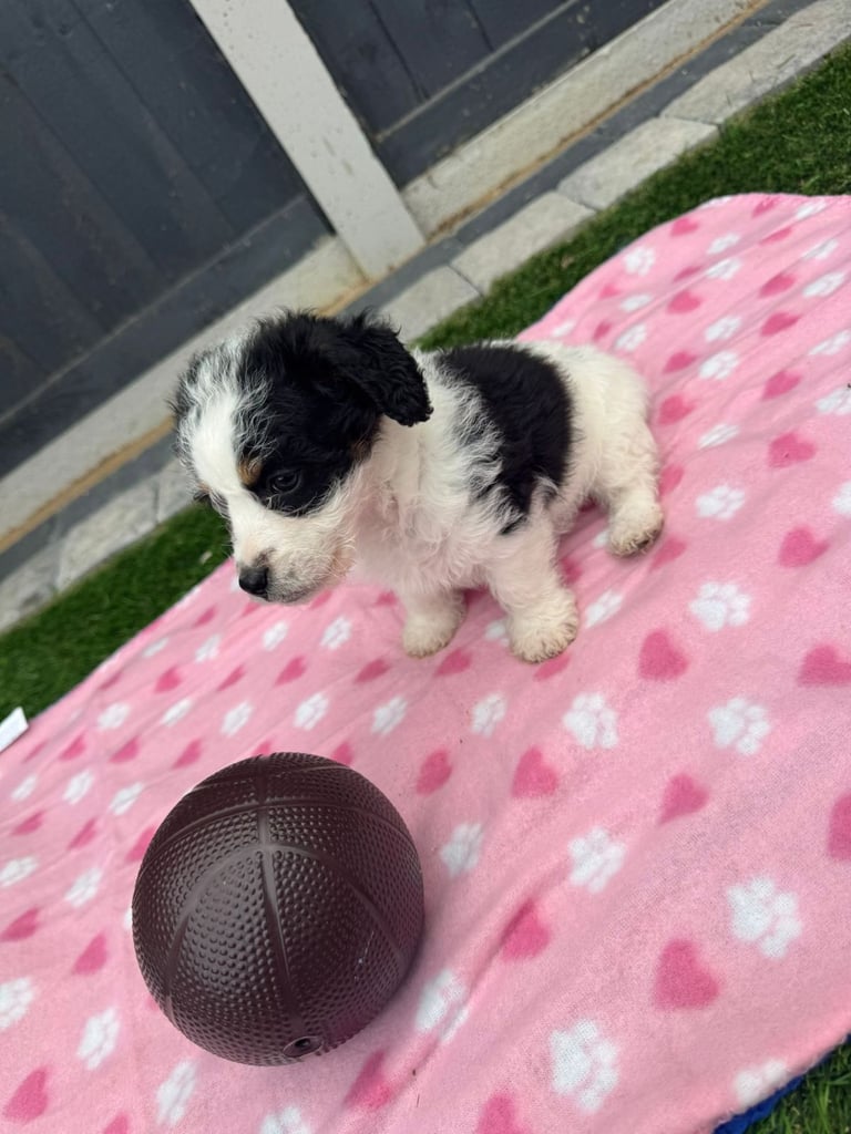 Jackapoo Puppys 