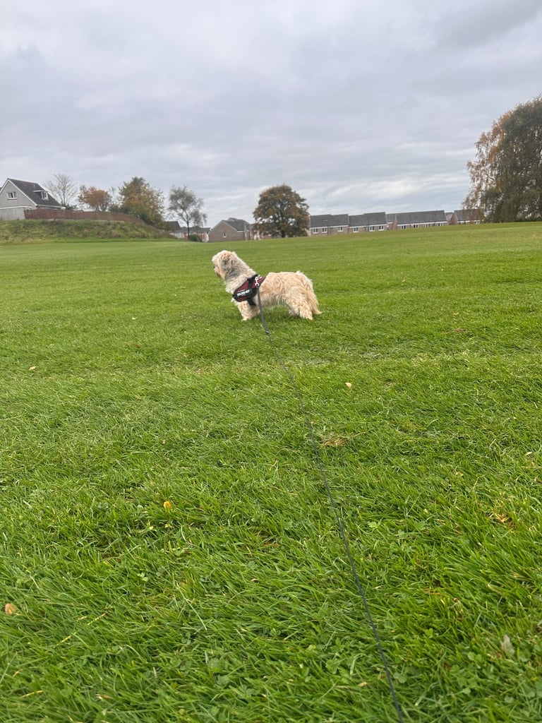 Lhasa Apso girl