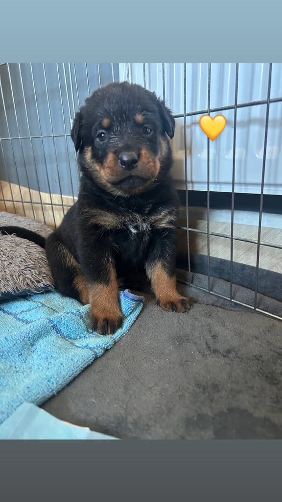 Beautiful Rottweiler pups