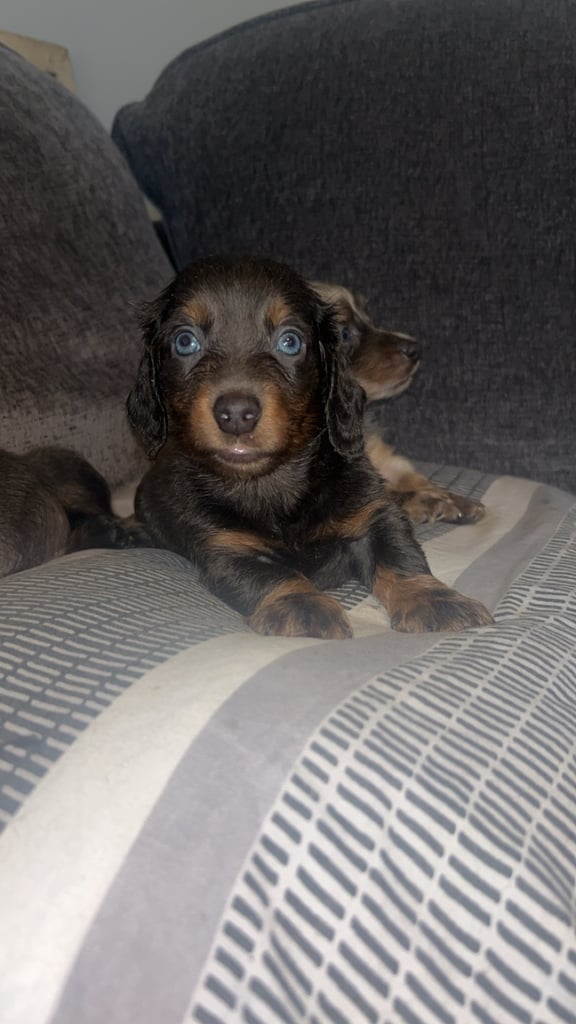Longhaired dachshund puppy boy 