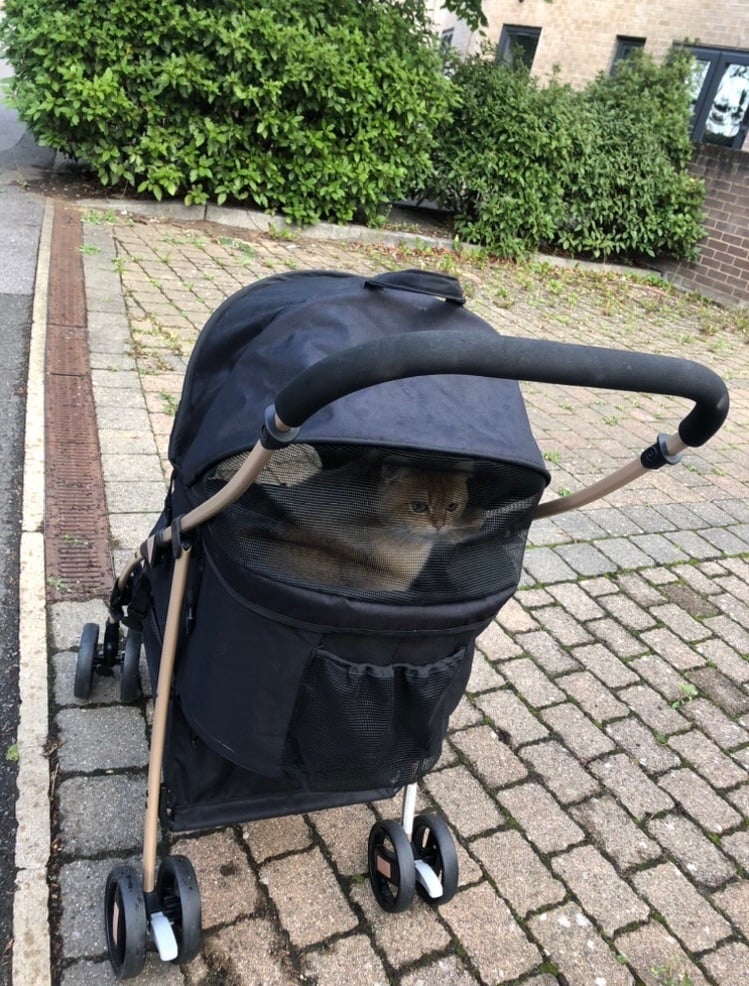 image for Pet stroller with gold bsh pair