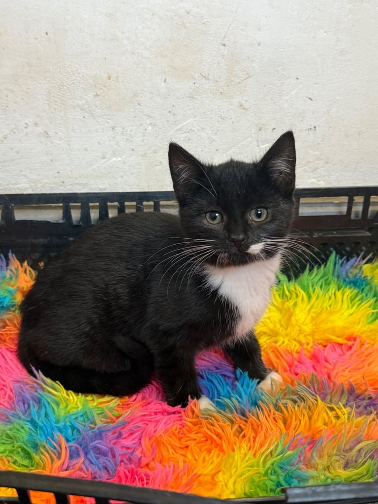 Cute Russian Blue x kittens