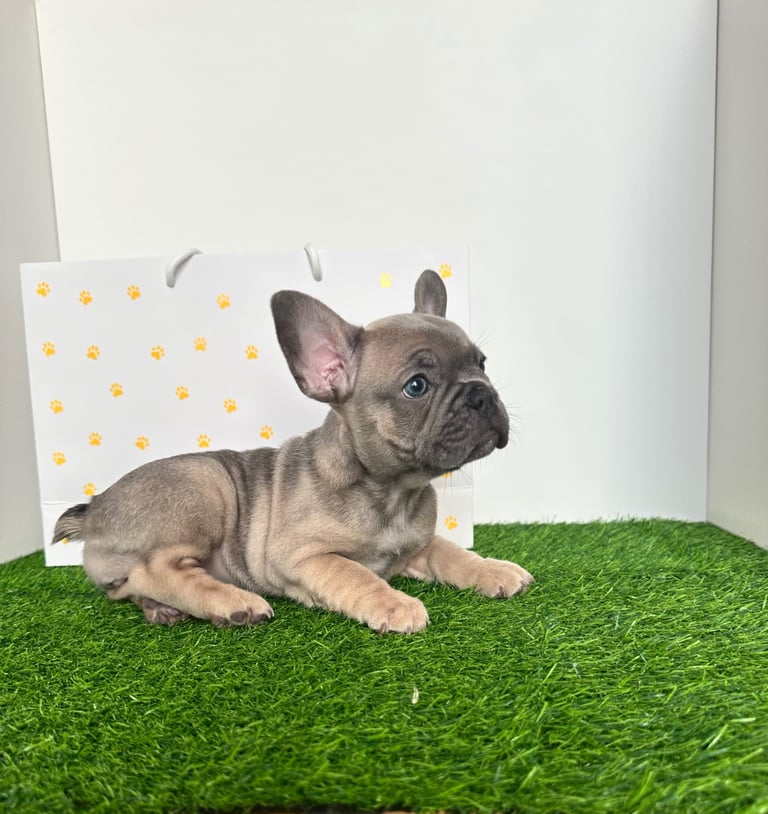 5 French bulldog puppies 