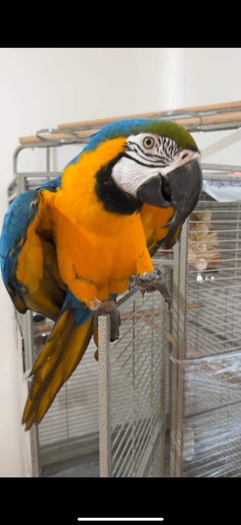 Blue and Gold Macaw PRICE DROP