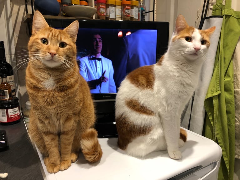 Two male cats 