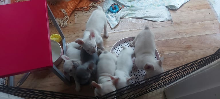 Frenchie pups for sale