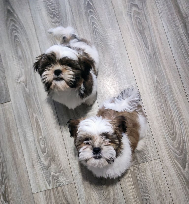 🐶Shih Tzu's Puppies🐶 1 girl 💚 left 