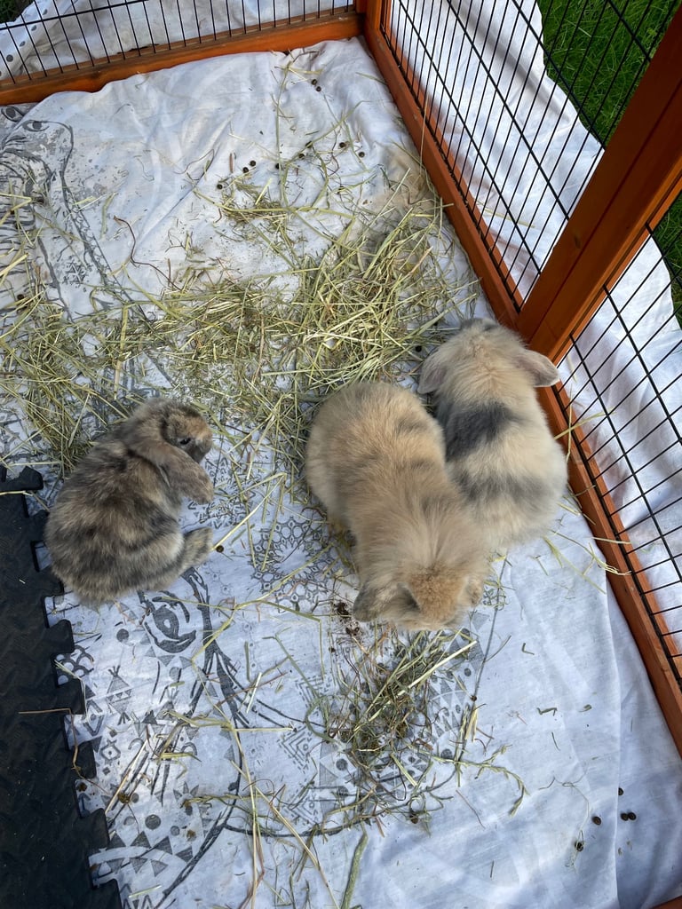 Mini lion lop - 1 boy left 