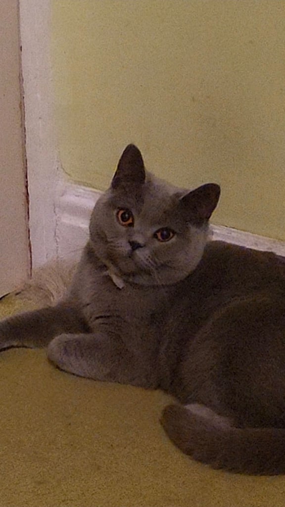 British Shorthair Kittens for sale - Pedigree Lilac and Blue